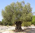 l'Olivo